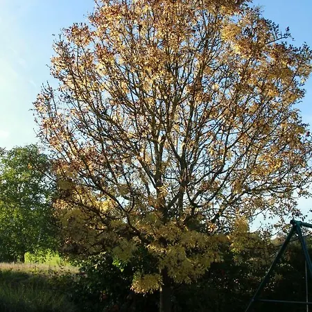 Aux Neuf Saules